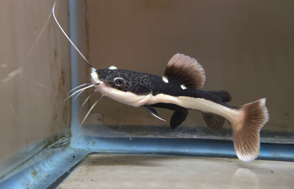 Red Tail Catfish / 红尾猫