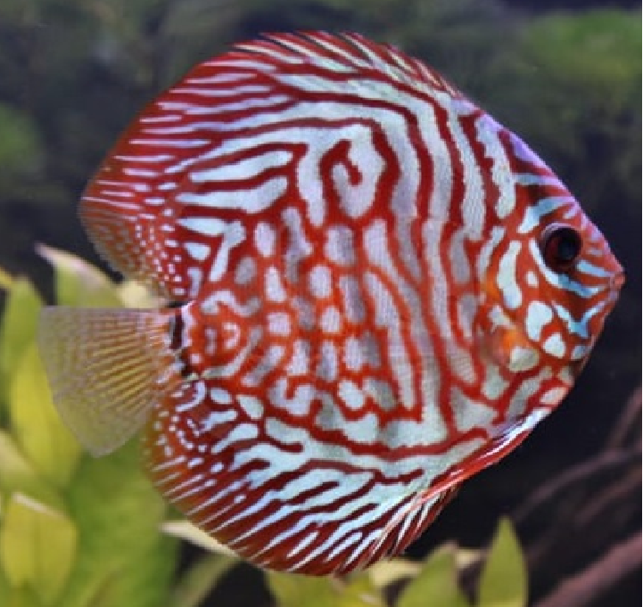 Red Tiger Discus / 红虎纹七彩神仙