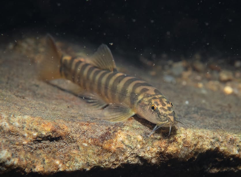 Schistura Fasciolata / 横纹南鳅