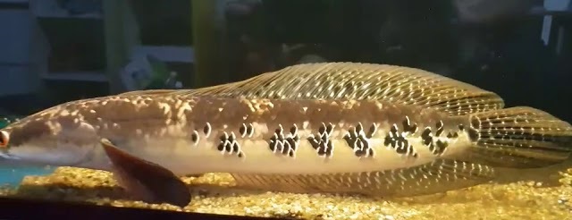 Snake head Blossom (Toman Bunga) / 梅花斑雷龙