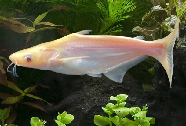 Albino Iridescent Shark / 白化虹彩鲨