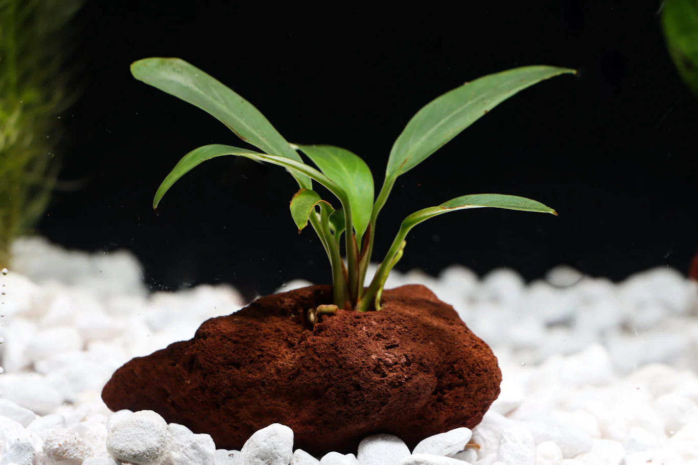 Anubias On Lava Stone / 阿努比亚斯在熔岩石上