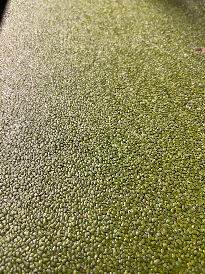 Duckweed / 浮萍