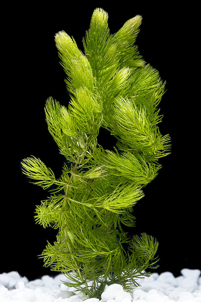 Hornwort / 金鱼藻