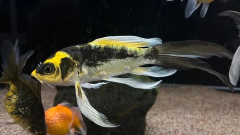Mayan Butterfly Koi / 玛雅蝴蝶鲤
