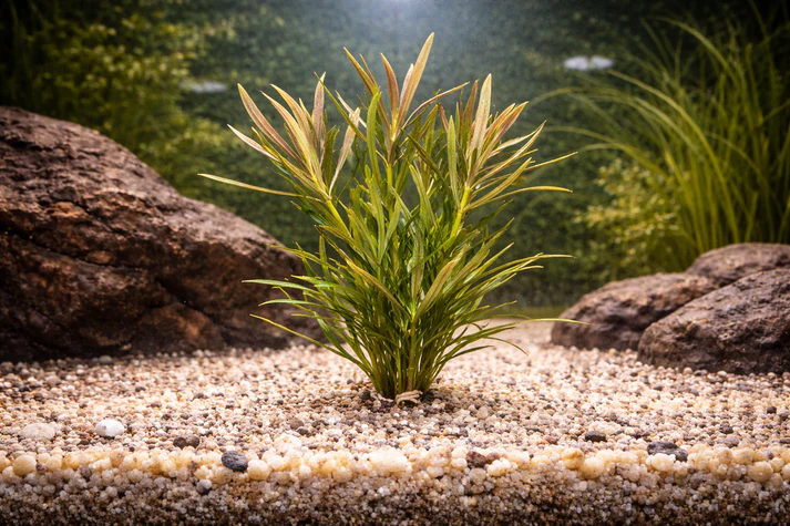 Pogostemon Stellatus Narrow / 星状萼 ...