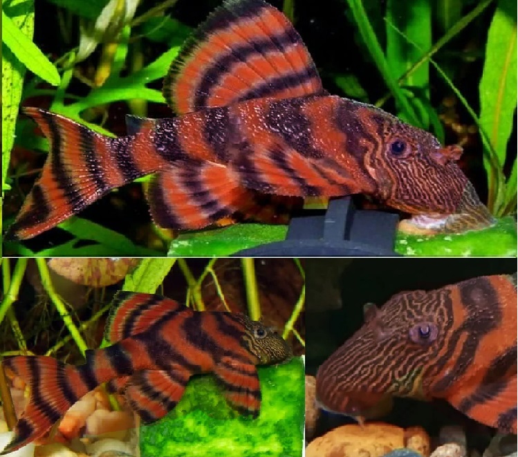 Red Tiger Pleco Catfish / 红虎鲶鱼