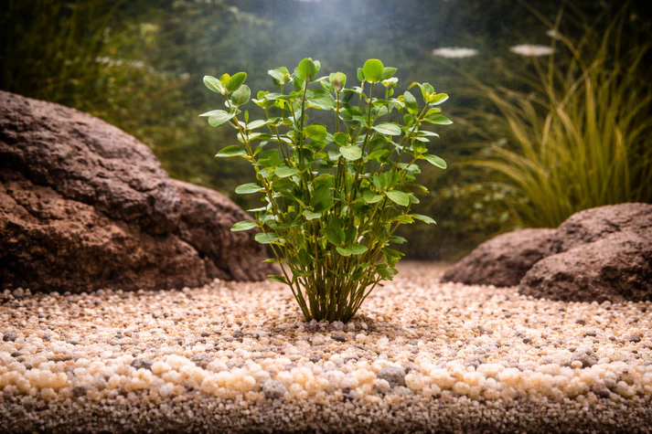 Rotala Macrandra / 罗塔拉·马克兰德拉