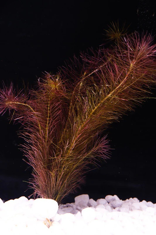 Rotala Wallichii / 罗塔拉·瓦利奇