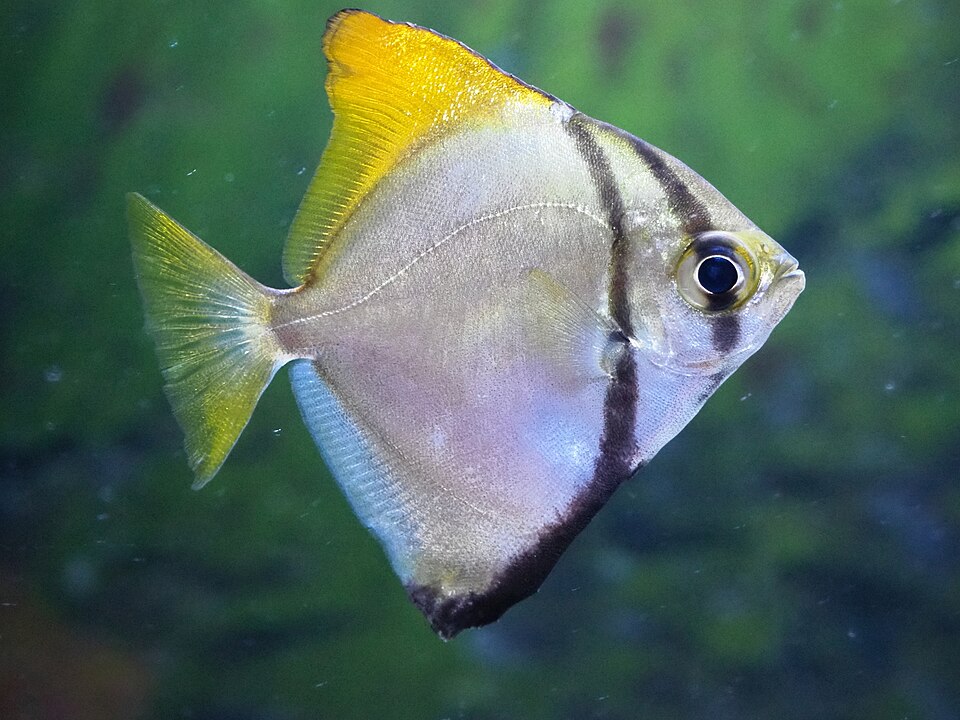 Silver Moony / 银月色