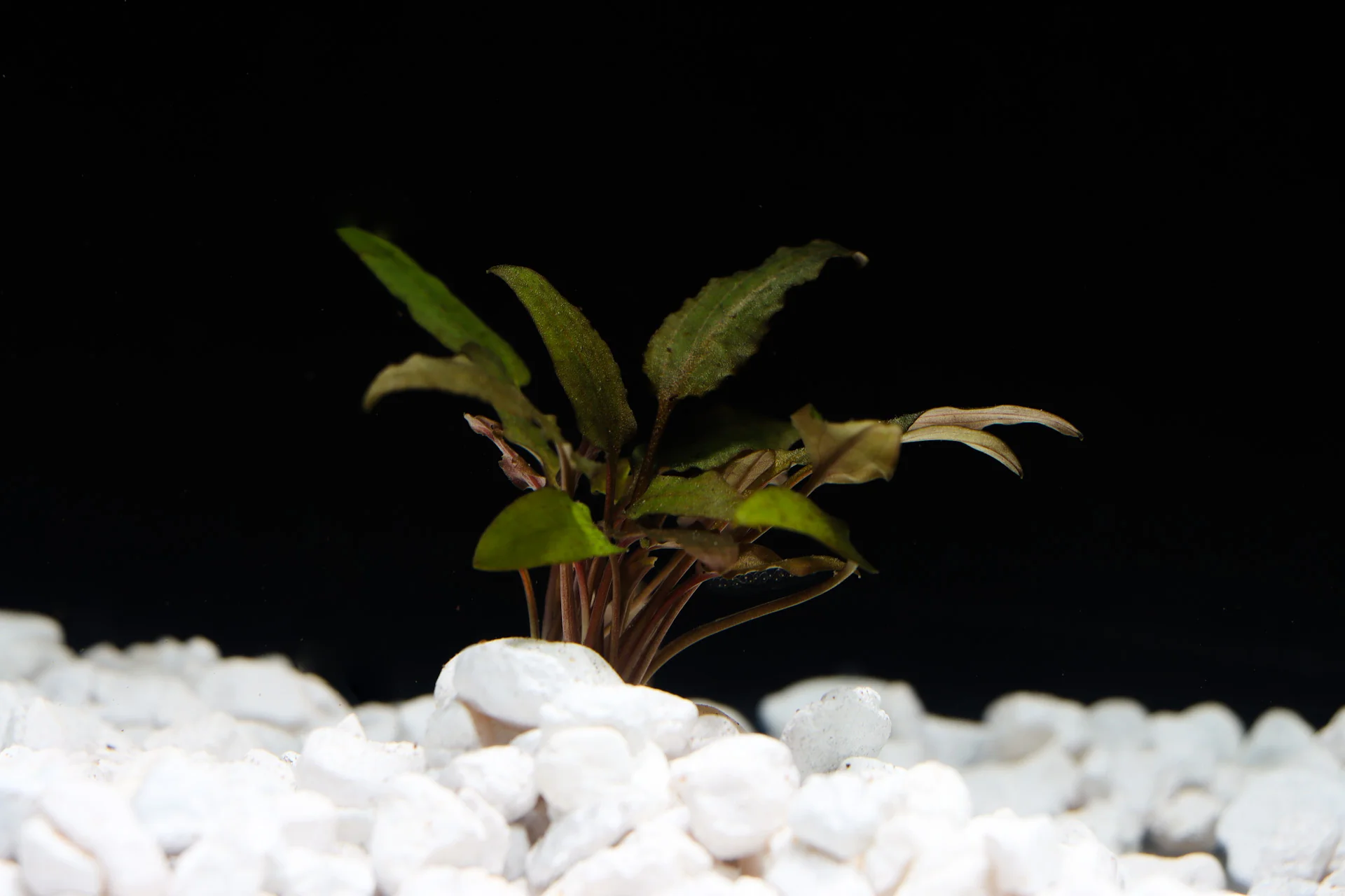 Wendtii "Brown" Crypt / 温蒂“棕色”墓穴