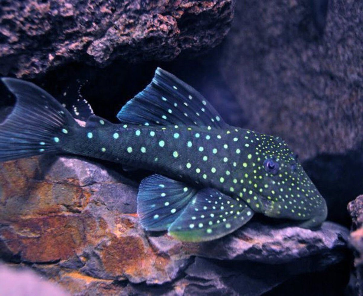 Blue Phantom Pleco / 蓝幻影异型鱼